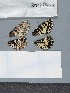  ( - RVcoll21C412)  @11 [ ] by-nc (2022) Marko Mutanen University of Oulu