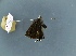  ( - BC ZSM Lep 97762)  @11 [ ] Unspecified (default): All Rights Reserved  Unspecified Unspecified