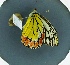  (Delias eucharis - BC ZSM Lep 97798)  @11 [ ] Unspecified (default): All Rights Reserved  Unspecified Unspecified