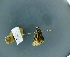  (Parnara guttatus - BC ZSM Lep 97803)  @12 [ ] Unspecified (default): All Rights Reserved  Unspecified Unspecified