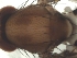  ( - DIP121798)  @12 [ ] Copyright (2012) Hong-Wei Chen South China Agricultural University, Department of Entomology