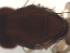  ( - DIP121819)  @12 [ ] Copyright (2012) Hong-Wei Chen South China Agricultural University, Department of Entomology