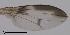  ( - DIP122929)  @12 [ ] Copyright (2013) Hong-Wei Chen South China Agricultural University, Department of Entomology