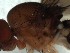  ( - DIP122946)  @12 [ ] Copyright (2013) Hong-Wei Chen South China Agricultural University, Department of Entomology