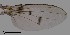  ( - DIP123086)  @12 [ ] Copyright (2013) Hong-Wei Chen South China Agricultural University, Department of Entomology