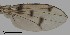  ( - DIP123113)  @12 [ ] Copyright (2013) Hong-Wei Chen South China Agricultural University, Department of Entomology