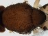  ( - DIP123073)  @12 [ ] Copyright (2013) Hong-Wei Chen South China Agricultural University, Department of Entomology