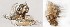  ( - DIP123199)  @12 [ ] Copyright (2013) Hong-Wei Chen South China Agricultural University, Department of Entomology