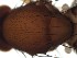  (Leucophenga angustifoliacea - DIP123137)  @12 [ ] Copyright (2013) Hong-Wei Chen South China Agricultural University, Department of Entomology