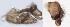  ( - DIP123075)  @12 [ ] Copyright (2013) Hong-Wei Chen South China Agricultural University, Department of Entomology