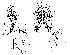  (Scaptodrosophila rhina - DIP128205)  @11 [ ] Copyright (2015) Hong-Wei Chen South China Agricultural University, Department of Entomology