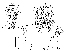  (Scaptodrosophila protenipenis - DIP128211)  @11 [ ] Copyright (2015) Hong-Wei Chen South China Agricultural University, Department of Entomology