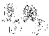  (Scaptodrosophila melanogaster - DIP128213)  @11 [ ] Copyright (2015) Hong-Wei Chen South China Agricultural University, Department of Entomology