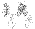  (Scaptodrosophila parabrunnea - DIP128222)  @11 [ ] Copyright (2015) Hong-Wei Chen South China Agricultural University, Department of Entomology