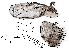  ( - DIP128791)  @11 [ ] Copyright (2015) Hong-Wei Chen South China Agricultural University, Department of Entomology