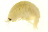  (Anonyx cf. nugax - BEAU2011-069)  @13 [ ] CreativeCommons - Attribution (2011) CBG Photography Group Centre for Biodiversity Genomics