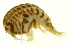 ( - BEAU2011-084)  @11 [ ] CreativeCommons - Attribution (2011) CBG Photography Group Centre for Biodiversity Genomics