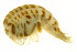 ( - BEAU2011-087)  @11 [ ] CreativeCommons - Attribution (2011) CBG Photography Group Centre for Biodiversity Genomics