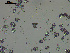  ( - EQU4401_Hcub)  @11 [ ] by-nc-sa (2020) INVEMAR INVEMAR-BEM