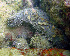  ( - EQU4138_Hcub)  @11 [ ] by-nc-sa (2013) INVEMAR INVEMAR-BEM
