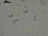  ( - EQU4408(1)_Hgla)  @11 [ ] by-nc-sa (2020) INVEMAR INVEMAR-BEM