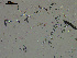  ( - EQU4408(1)_Hgla)  @11 [ ] by-nc-sa (2020) INVEMAR INVEMAR-BEM