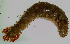  ( - EQU4309_Hvir)  @11 [ ] by-nc-sa  INVEMAR INVEMAR-BEM