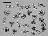  ( - EQU4312_Hvir)  @11 [ ] by-nc-sa  INVEMAR INVEMAR-BEM
