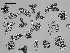  ( - EQU4312_Hvir)  @11 [ ] by-nc-sa  INVEMAR INVEMAR-BEM