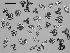  ( - EQU4311_Hhil)  @11 [ ] by-nc-sa  INVEMAR INVEMAR-BEM