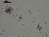  (Holothuria zacae - TEJ1321_Hzac)  @11 [ ] by-nc-sa  INVEMAR INVEMAR-BEM