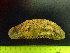  (Actinopyga agassizii - EQU4546_Aaga)  @11 [ ] by-nc-sa  INVEMAR INVEMAR-BEM