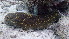  ( - EQU2052_Ibad)  @11 [ ] by-nc-sa  INVEMAR INVEMAR-BEM