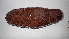  ( - EQU2056_Ibad)  @11 [ ] by-nc-sa  INVEMAR INVEMAR-BEM