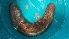  ( - EQU1988_Ibad)  @11 [ ] by-nc-sa  INVEMAR INVEMAR-BEM