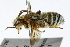  (Lipotriches KEN10 - 06711B07-KEN)  @14 [ ] CreativeCommons - Attribution (2016) CBG Photography Group Centre for Biodiversity Genomics