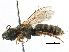  ( - 06711B11-KEN)  @12 [ ] CreativeCommons - Attribution (2016) CBG Photography Group Centre for Biodiversity Genomics