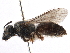  (Lasioglossum aff. CtenoKEN1 - 06711D12-KEN)  @11 [ ] CreativeCommons - Attribution (2016) CBG Photography Group Centre for Biodiversity Genomics