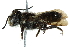  (Megachile decemsignata - 06711F09-KEN)  @15 [ ] CreativeCommons - Attribution (2016) CBG Photography Group Centre for Biodiversity Genomics