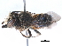  (Megachile KEN18 - 06737B01-KEN)  @11 [ ] CreativeCommons - Attribution (2016) CBG Photography Group Centre for Biodiversity Genomics