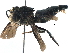  (Coelioxys KEN06 - 06737F02-KFN)  @14 [ ] CreativeCommons - Attribution (2016) CBG Photography Group Centre for Biodiversity Genomics