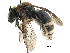  (Leuconomia vassei - 06737G07-KEN)  @11 [ ] CreativeCommons - Attribution (2016) CBG Photography Group Centre for Biodiversity Genomics