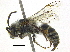  (Colletes somereni - 06747B05-ZAF)  @14 [ ] CreativeCommons - Attribution (2016) CBG Photography Group Centre for Biodiversity Genomics