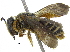  (Lipotriches ZAF01 - 06747B06-ZAF)  @14 [ ] CreativeCommons - Attribution (2015) CBG Photography Group Centre for Biodiversity Genomics