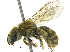  ( - 06747B09-ZAF)  @14 [ ] CreativeCommons - Attribution (2016) CBG Photography Group Centre for Biodiversity Genomics