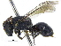  (Hylaeus ZAF6 - 06747B10-ZAF)  @14 [ ] CreativeCommons - Attribution (2015) CBG Photography Group Centre for Biodiversity Genomics
