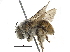  ( - 06747C02-ZAF)  @13 [ ] CreativeCommons - Attribution (2015) CBG Photography Group Centre for Biodiversity Genomics
