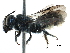  (Heriades ZAF06 - 06747C08-ZAF)  @15 [ ] CreativeCommons - Attribution (2016) CBG Photography Group Centre for Biodiversity Genomics