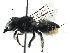  ( - 06747D11-ZAF)  @14 [ ] CreativeCommons - Attribution (2016) CBG Photography Group Centre for Biodiversity Genomics