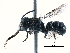  (Heriades ZAF07 - 06747E09-ZAF)  @14 [ ] CreativeCommons - Attribution (2016) CBG Photography Group Centre for Biodiversity Genomics
